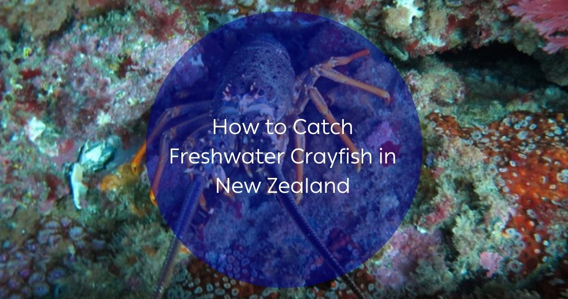 A Comprehensive Guide on How to Catch Freshwater Crayfish in New Zealand